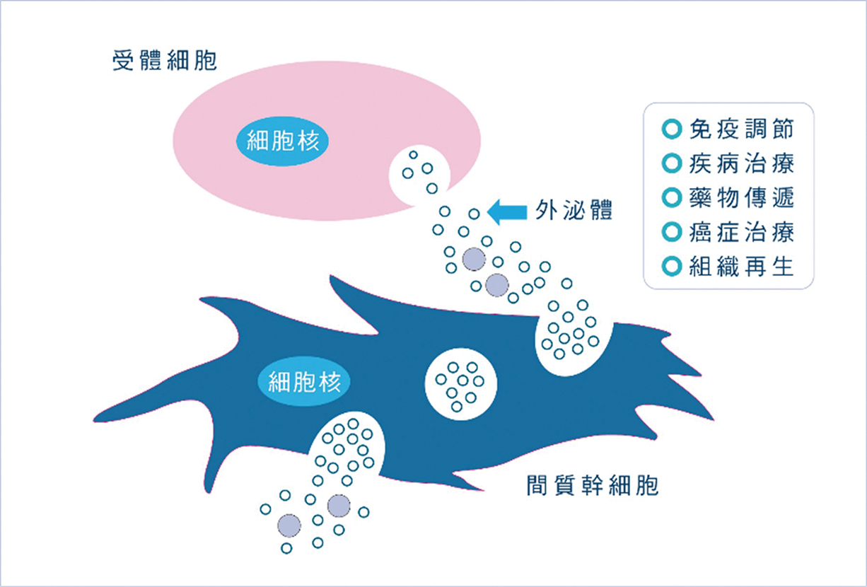 間質幹細胞可分泌外泌體Exosomes促進組織修復再生調節免疫系統抑制發炎反應2